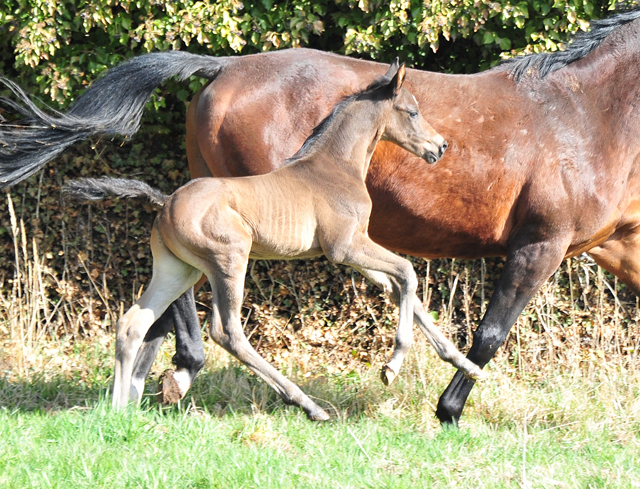 Schwalbenland und ihr Sohn von Saint Cyr am 19. Mrz 2021 - Foto: Beate Langels - 
Trakehner Gestt Hmelschenburg