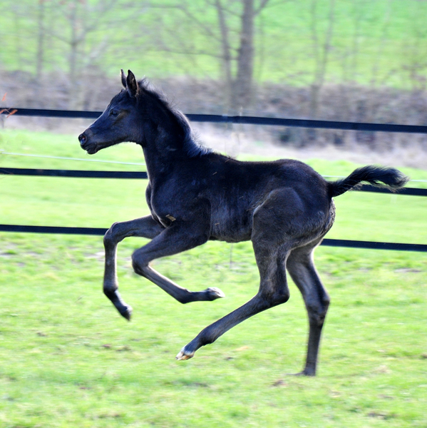 Stutfohlen von San Amour u.d. Schwalbendiva v. Totilas - 14. Mrz 2021 - Foto: Beate Langels - 
Trakehner Gestt Hmelschenburg