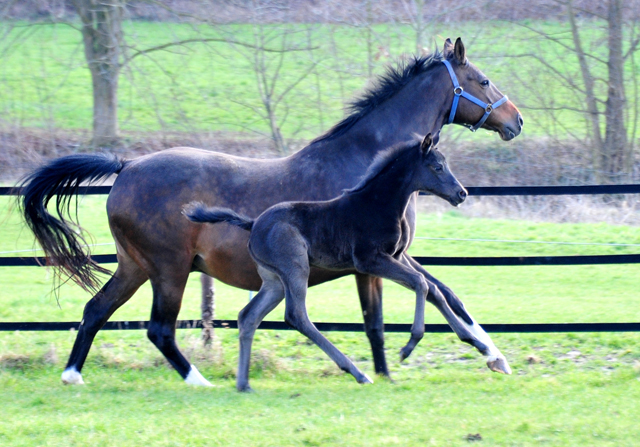 Stutfohlen von San Amour u.d. Schwalbendiva v. Totilas - 14. Mrz 2021 - Foto: Beate Langels - 
Trakehner Gestt Hmelschenburg