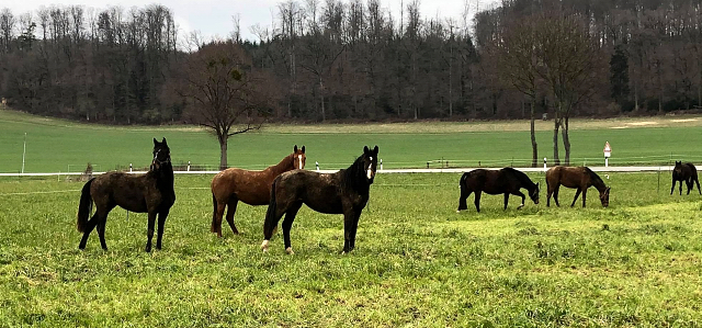 Auf der Feldweide - die Trakehner Stuten am 19. Mrz 2021 - Foto: Beate Langels - 
Trakehner Gestt Hmelschenburg