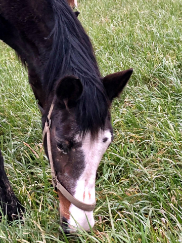 Tavolara - Auf der Feldweide am 19. Mrz 2021 - Foto: Beate Langels - 
Trakehner Gestt Hmelschenburg