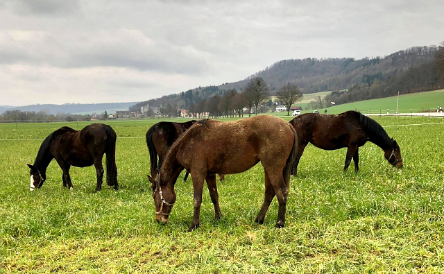 Auf der Feldweide - die Trakehner Stuten am 19. Mrz 2021 - Foto: Beate Langels - 
Trakehner Gestt Hmelschenburg