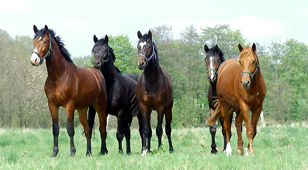 Our two year old Trakehnre colts in April 2009 - Trakehner Gestt Hmelschenburg - Foto: Beate Langels