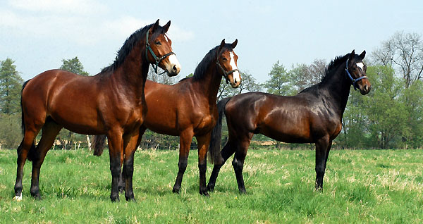  Our two year old Trakehnre colts in April 2009 - Trakehner Gestt Hmelschenburg - Foto: Beate Langels