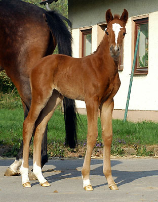 Trakehner Stutfohlen von Symont - Summertime, Foto: Beate Langels