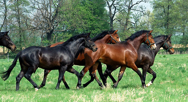  Our two year old Trakehnre colts in April 2009 - Trakehner Gestt Hmelschenburg - Foto: Beate Langels