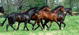 Junghengste Mitte April 2009 im Trakehner Gestüt Hämelschenburg