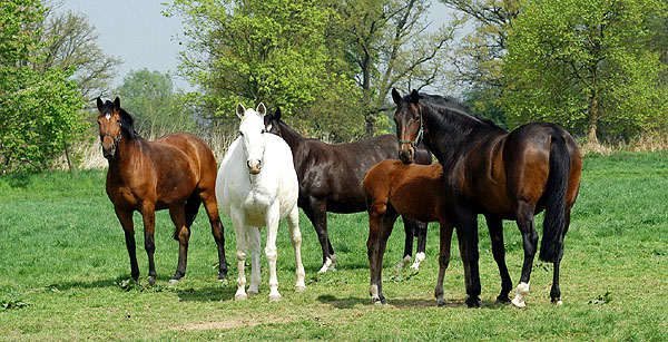 Karena, Thirza and Beloved - Trakehner Gestt Hmelschenburg - Foto: Beate Langels