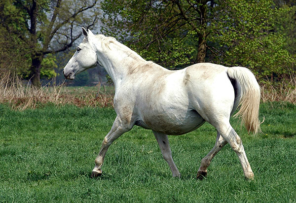 Elitemare Thirza by Karon- Trakehner Gestt Hmelschenburg - Foto: Beate Langels