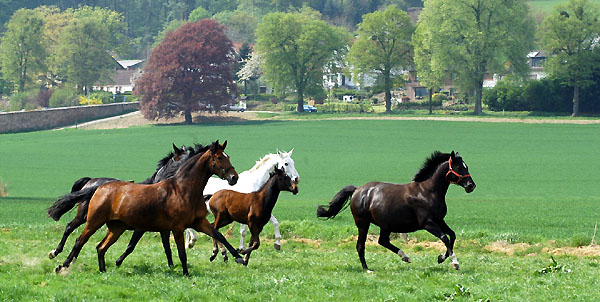 v.li.n.re.: Karena, Thirza und Schwalbenflair auf der Koppel - Trakehner Gestt Hmelschenburg - Foto: Beate Langels