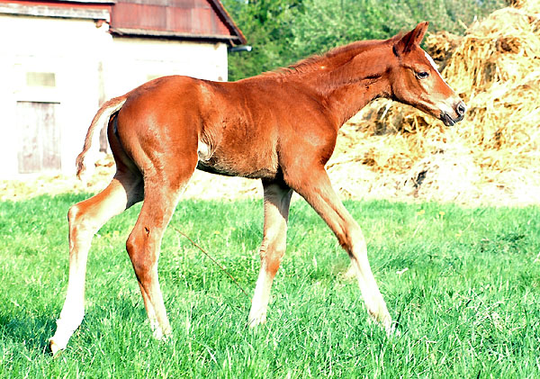 Trakehner Stutfohlen von Symont - Summertime, Foto: Beate Langels