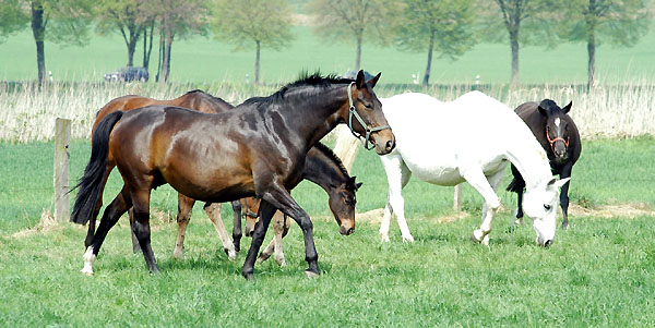 Beloved, Thirza und Schwalbenflair auf der Koppel - Trakehner Gestt Hmelschenburg - Foto: Beate Langels