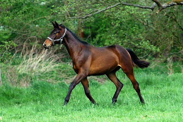 One year old colt by Summertime out of Greta Garbo by Alter Fritz - Trakehner Gestt Hmelschenburg - Foto: Beate Langels