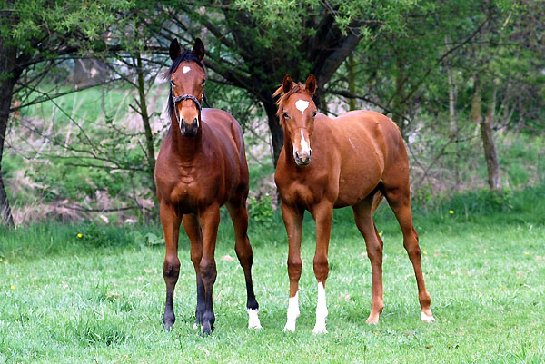 One year old Trakehner colts by Showmaster and Freudenfest - Trakehner Gestt Hmelschenburg - Foto: Beate Langels