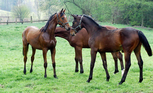 One year old colt by Summertime x Herzruf and Summertime x Alter Fritz - Trakehner Gestt Hmelschenburg - Foto: Beate Langels