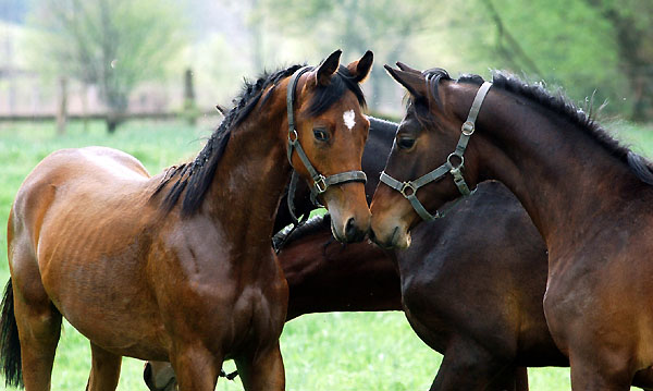 One year old Trakehner colt by Summertime x Herzruf and Summertime x Alter Fritz - Trakehner Gestt Hmelschenburg - Foto: Beate Langels