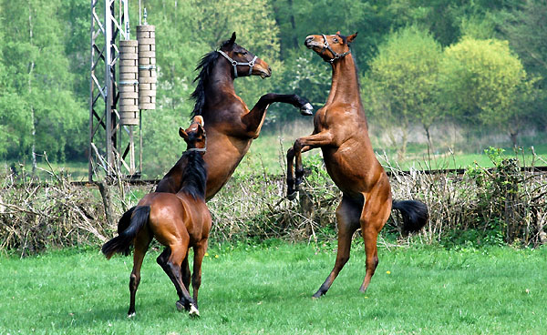 One year old colts - Trakehner Gestt Hmelschenburg - Foto: Beate Langels