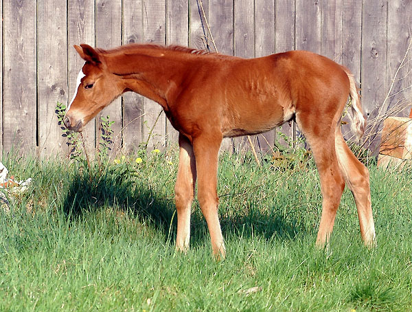 Trakehner Stutfohlen von Symont - Summertime, Foto: Beate Langels