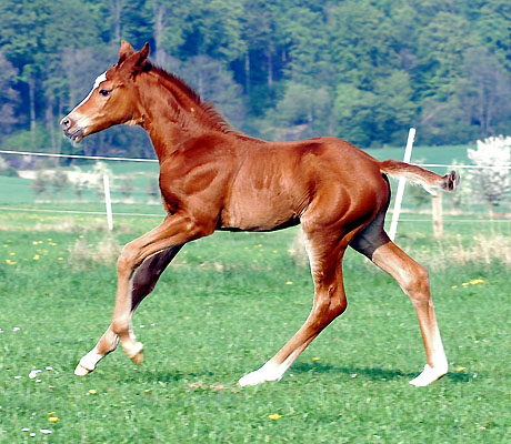 Trakehner Stutfohlen von Symont - Summertime, Foto: Beate Langels