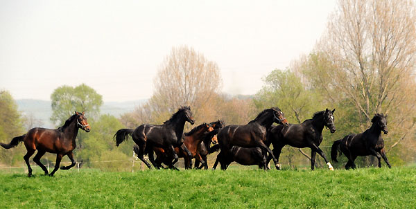 Weideaustrieb der zweijhrigen Trakehner Hengste - Foto: Beate Langels - Trakehner Gestt Hmelschenburg