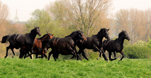 Weideaustrieb der zweijhrigen Trakehner Hengste - Foto: Beate Langels - Trakehner Gestt Hmelschenburg