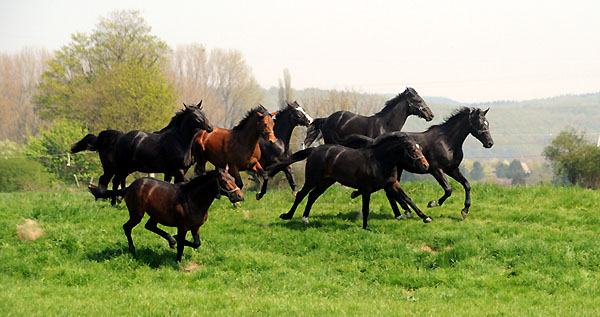 Weideaustrieb der zweijhrigen Trakehner Hengste - Foto: Beate Langels - Trakehner Gestt Hmelschenburg