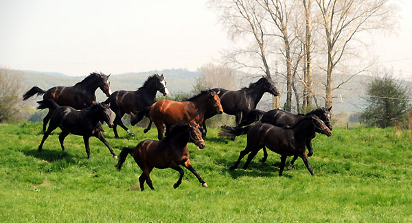 Weideaustrieb der zweijhrigen Trakehner Hengste - Foto: Beate Langels - Trakehner Gestt Hmelschenburg