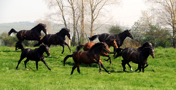 Weideaustrieb der zweijhrigen Trakehner Hengste - Foto: Beate Langels - Trakehner Gestt Hmelschenburg