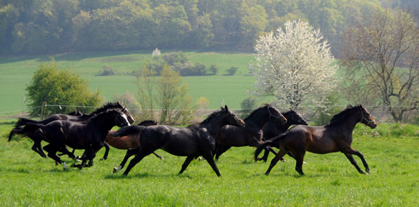 Weideaustrieb der zweijhrigen Trakehner Hengste, vorn: Hengst v. Grand Passion - Foto: Beate Langels - Trakehner Gestt Hmelschenburg