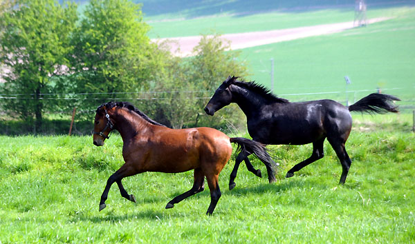 Weideaustrieb der zweijhrigen Trakehner Hengste, vorn: Hengst v. Exclusiv/Freudenfest - Foto: Beate Langels - Trakehner Gestt Hmelschenburg