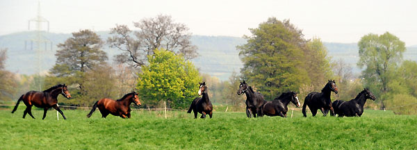 Weideaustrieb der zweijhrigen Trakehner Hengste - Foto: Beate Langels - Trakehner Gestt Hmelschenburg