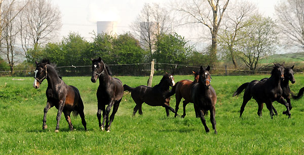 Weideaustrieb der zweijhrigen Trakehner Hengste - Foto: Beate Langels - Trakehner Gestt Hmelschenburg