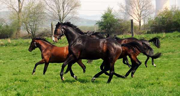 Weideaustrieb der zweijhrigen Trakehner Hengste - Foto: Beate Langels - Trakehner Gestt Hmelschenburg