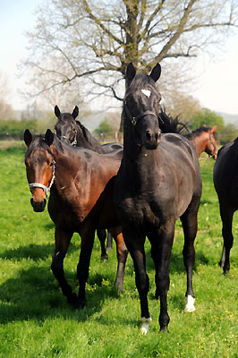 Weideaustrieb der zweijhrigen Trakehner Hengste - Foto: Beate Langels - Trakehner Gestt Hmelschenburg