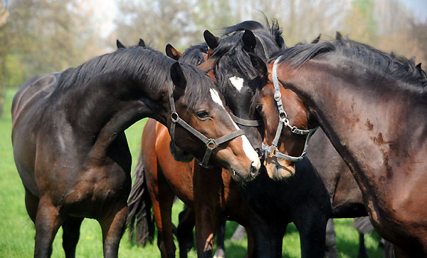 Weideaustrieb der zweijhrigen Trakehner Hengste - links Hengst v. Symont/Red Patrick, rechts: Goldschmidt/Biotop - Foto: Beate Langels - Trakehner Gestt Hmelschenburg