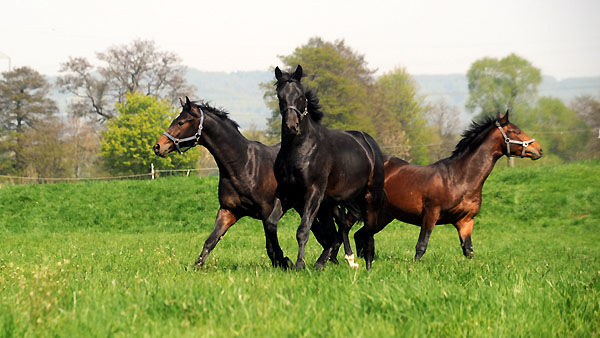 Mitte: Geraldinio v. Summertime, Weideaustrieb der zweijhrigen Trakehner Hengste - Foto: Beate Langels - Trakehner Gestt Hmelschenburg