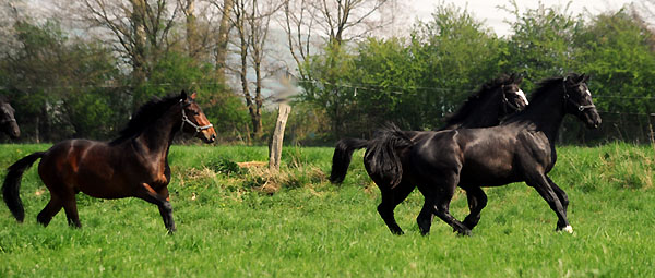 Weideaustrieb der zweijhrigen Trakehner Hengste, vorn: Hengst von Alter Fritz/Kostolany, hinten Grand Passion/Summertime - Foto: Beate Langels - Trakehner Gestt Hmelschenburg