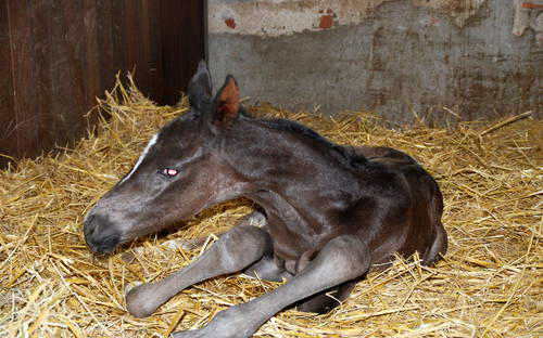 Oldenburger Stutfohlen von Saint Cyr u.d. Libelle v. Leopold u.d. Odette v. Dornbub, Foto: A. Bremeyer - Trakehner Gestt Hmelschenburg