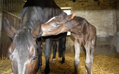 Oldenburger Stutfohlen von Saint Cyr u.d. Libelle v. Leopold u.d. Odette v. Dornbub, Foto: A.  Bremeyer - Trakehner Gestt Hmelschenburg