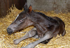 12 Stunden alt: Oldenburger Stutfohlen von Saint Cyr - Foto: Bremeyer