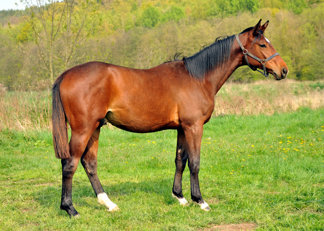 Jhrlingshengst von Showmaster - Hmelschenburg - Mitte April 2014, Foto: Beate Langels, Trakehner Gestt Hmelschenburg - Beate Langels