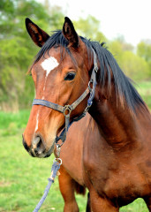 Jhrlingshengst von Showmaster - Hmelschenburg - Mitte April 2014, Foto: Beate Langels, Trakehner Gestt Hmelschenburg - Beate Langels