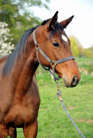 Jhrlingshengst von Showmaster - Hmelschenburg - Mitte April 2014, Foto: Beate Langels, Trakehner Gestt Hmelschenburg - Beate Langels