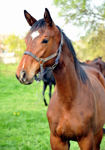 Trakehner Hengst von Showmaster u.d. Kaiserspiel v. Exclusiv, Gestt Hmelschenburg - Beate Langels