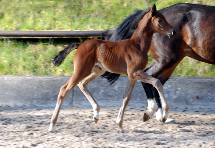 Trakehner Stutfohlen Gabbalina v. Zauberdeyk x High Motion - Gestt Hmelschenburg - Beate Langels