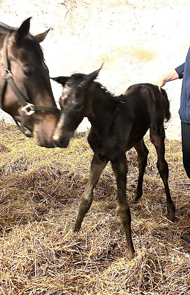 Oldenburger Stutfohlen von Sutherland u.d. Schwalbenflocke v. Sir Donnerhall I u.d. Schwalbendiva v. Totilas 
 - Trakehner Gest�t H�melschenburg - Beate Langels