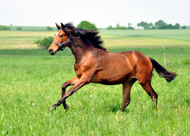 Trakehner Stutfohlen Katniss Everdeen von Saint Cyr u.d. Prmien- und Staatsprmienstute Karena v. Freudenfest - Foto: Beate Langels, Trakehner Gestt Hmelschenburg