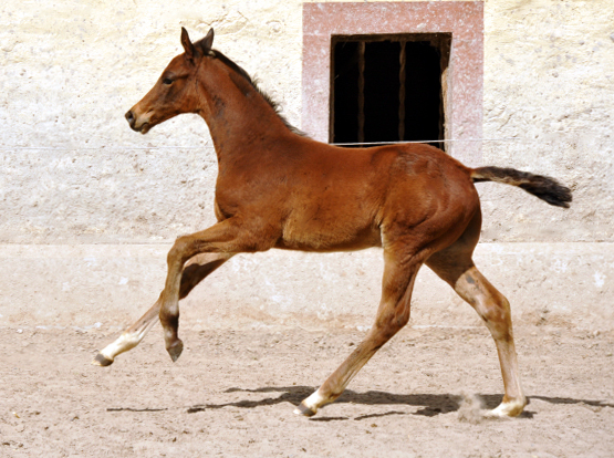 Hengstfohlen v. Summertime u.d. Klassic v. Freudenfest u.d. Kassuben v. Enrico Caruso