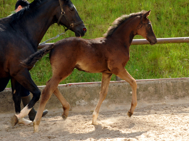 Trakehner Stutfohlen von Saint Cyr u.d. Greta Garbo v. Alter Fritz, Gestt Hmelschenburg - Beate Langels