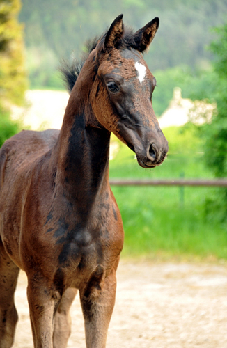 Trakehner Stutfohlen von Saint Cyr u.d. Greta Garbo v. Alter Fritz, Gestt Hmelschenburg - Beate Langels